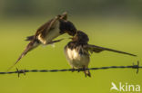 Boerenzwaluw (Hirundo rustica)