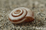 Banded Snail (Cernuella virgata)