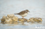 Bontbekplevier (Charadrius hiaticula)