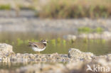 Bontbekplevier (Charadrius hiaticula)