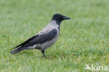 Hooded Crow (Corvus cornix)