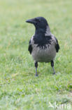 Hooded Crow (Corvus cornix)