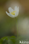 Bosanemoon (Anemone nemorosa)