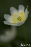 Bosanemoon (Anemone nemorosa)