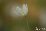 Bosanemoon (Anemone nemorosa)