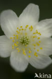 Bosanemoon (Anemone nemorosa)