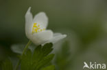 Bosanemoon (Anemone nemorosa)