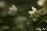 Bosanemoon (Anemone nemorosa)