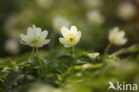 Bosanemoon (Anemone nemorosa)