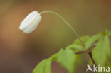 Bosanemoon (Anemone nemorosa)