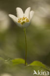 Bosanemoon (Anemone nemorosa)