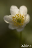 Bosanemoon (Anemone nemorosa)