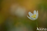 Bosanemoon (Anemone nemorosa)