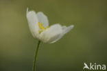 Bosanemoon (Anemone nemorosa)