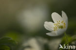 Bosanemoon (Anemone nemorosa)