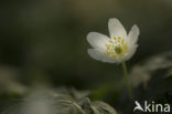 Bosanemoon (Anemone nemorosa)