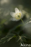 Bosanemoon (Anemone nemorosa)