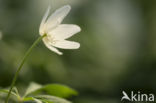 Bosanemoon (Anemone nemorosa)