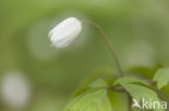 Bosanemoon (Anemone nemorosa)