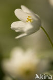 Bosanemoon (Anemone nemorosa)