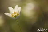 Bosanemoon (Anemone nemorosa)