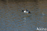 Common Goldeneye (Bucephala clangula)
