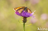 Meadow Brown (Maniola jurtina)