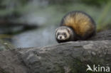 Polecat (Mustela putorius)