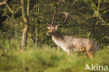 Fallow Deer (Dama dama)