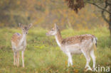 Fallow Deer (Dama dama)