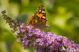 Distelvlinder (Vanessa cardui)