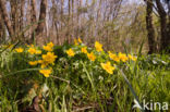 Marsh Marigold (Caltha palustris)