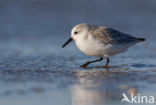 Drieteenstrandloper (Calidris alba)