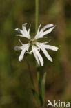 Ragged-Robin (Lychnis flos-cuculi)