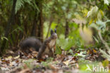 Red Squirrel (Sciurus vulgaris)