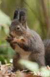 Red Squirrel (Sciurus vulgaris)