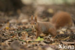 Red Squirrel (Sciurus vulgaris)