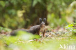 Red Squirrel (Sciurus vulgaris)