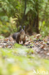 Red Squirrel (Sciurus vulgaris)