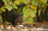 Red Squirrel (Sciurus vulgaris)