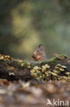 Red Squirrel (Sciurus vulgaris)