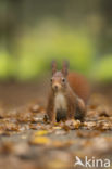 Red Squirrel (Sciurus vulgaris)