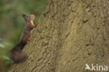 Red Squirrel (Sciurus vulgaris)