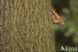 Red Squirrel (Sciurus vulgaris)