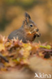 Red Squirrel (Sciurus vulgaris)