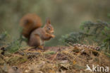 Red Squirrel (Sciurus vulgaris)