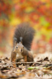 Red Squirrel (Sciurus vulgaris)