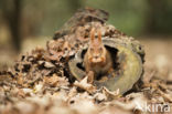 Red Squirrel (Sciurus vulgaris)