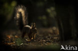 Red Squirrel (Sciurus vulgaris)