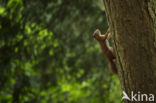 Red Squirrel (Sciurus vulgaris)